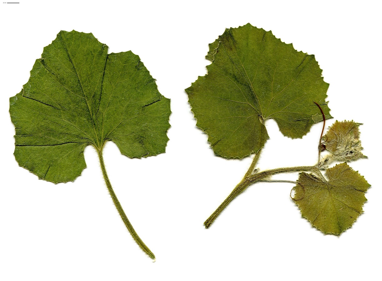 Cucumis melo (Cucurbitaceae)